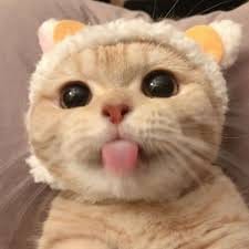 مارینا اقبال avatar